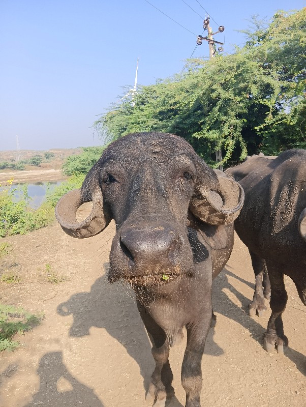 જાફરાબાદી ખડાય