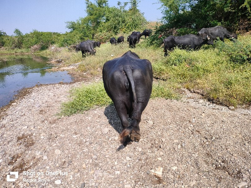 ભેંસ વેચવાની છે