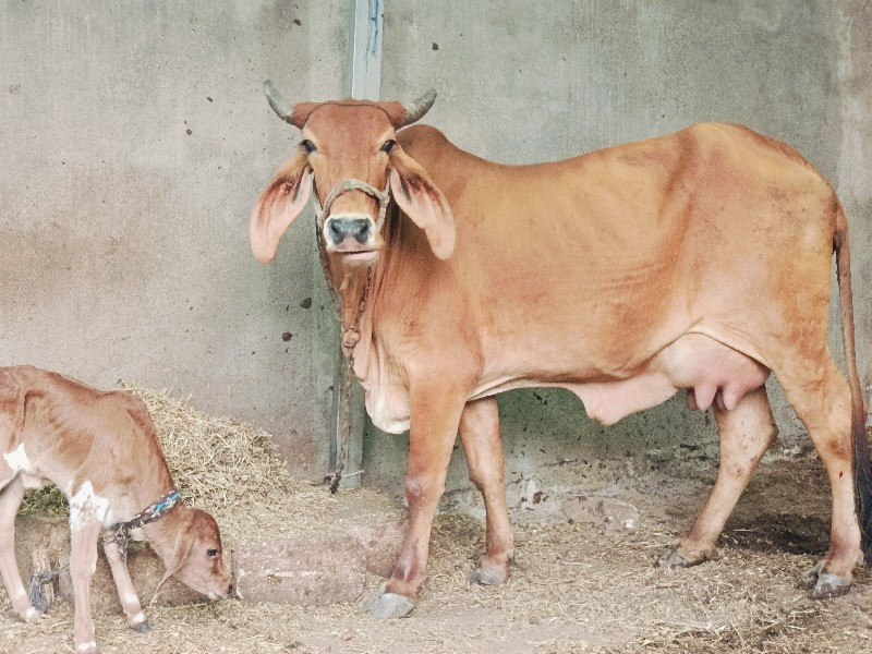 હોડકી વેચવાની છ...