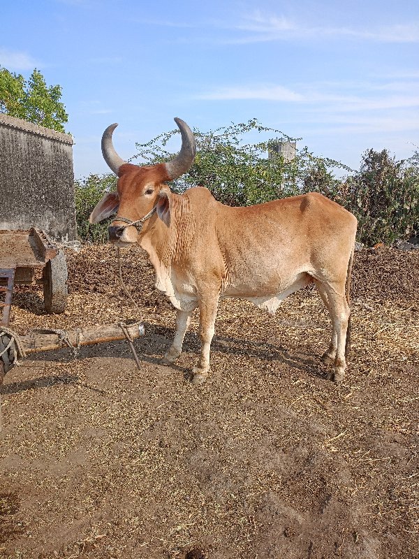 ગોઢલો લેવાનો છે