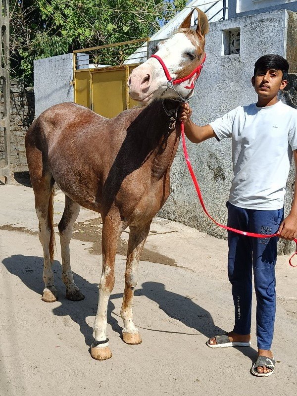 ઘોડી વેચવાની છે