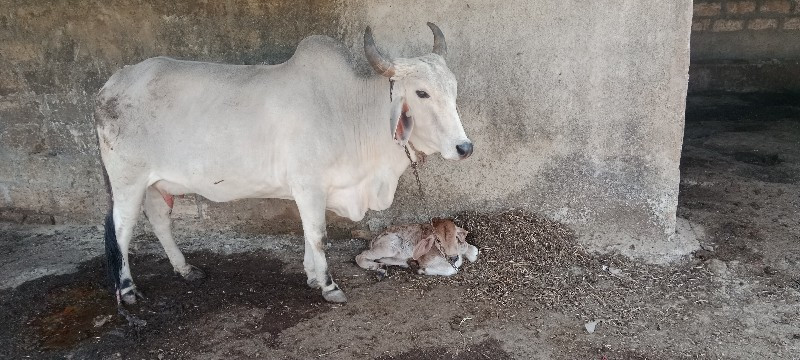 બીજું વેતર