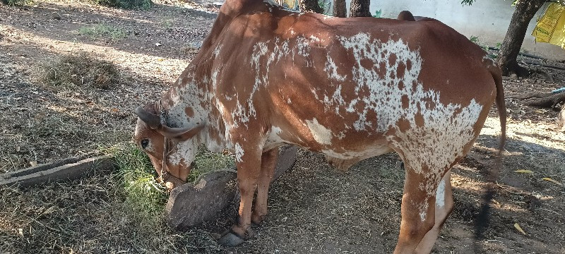 બીજી ધર ના બળદ...