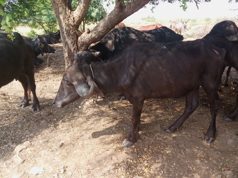 ખડેલી બે