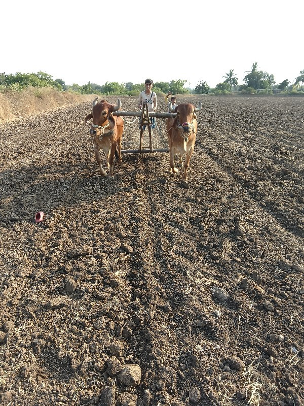 બળદ વેચવાના છે