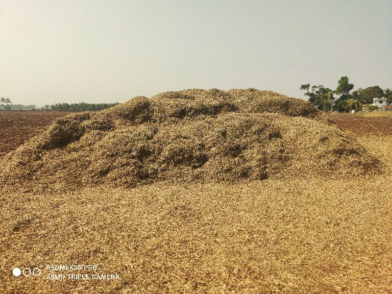 મગફળી નો ચારો