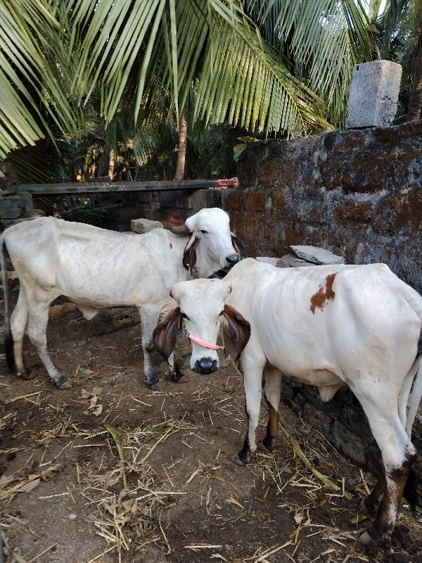 લિલડી ગાય