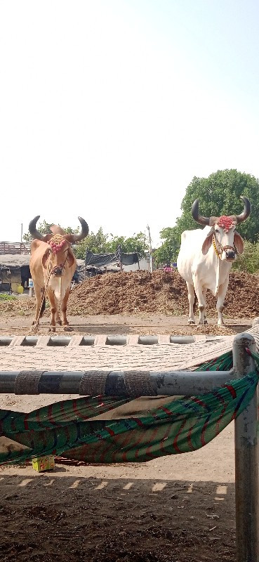 અરવિંદ દેવીપુજક