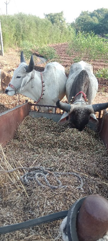 ગોઢલા વેચવાના છ...