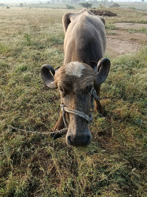 ભેંસ વેચવાની છે