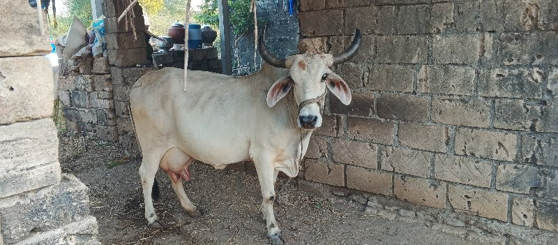 ગાય વેચવાની છે