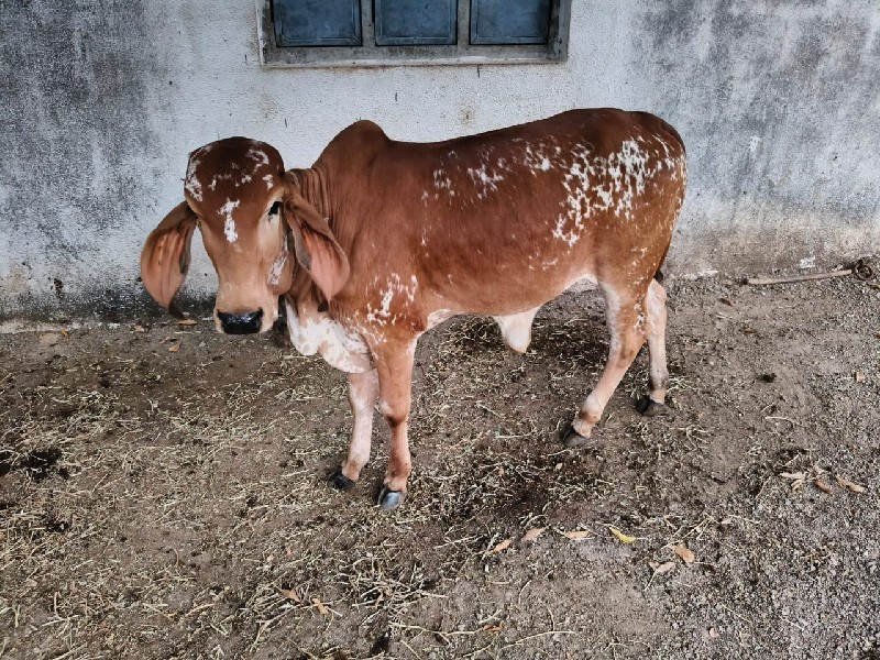 વાછડી વેચવાની છ...