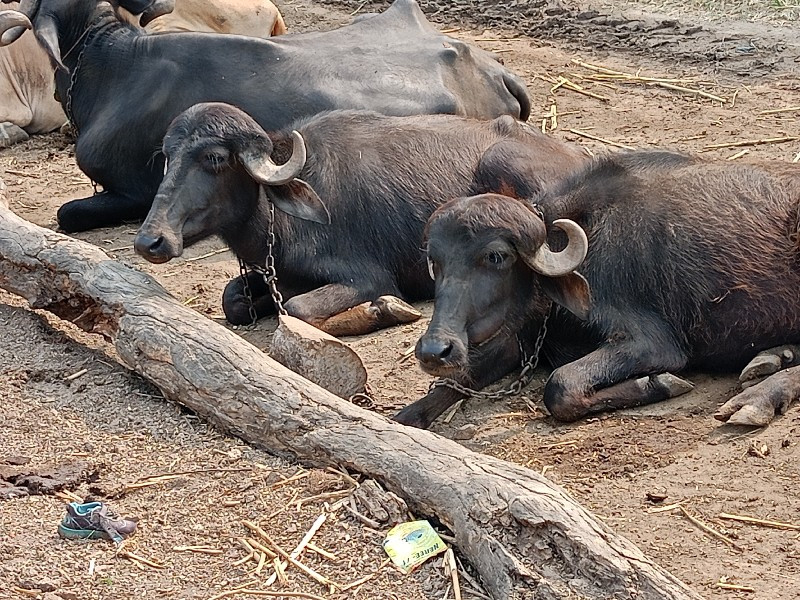 4 પાડી વેચવાની...