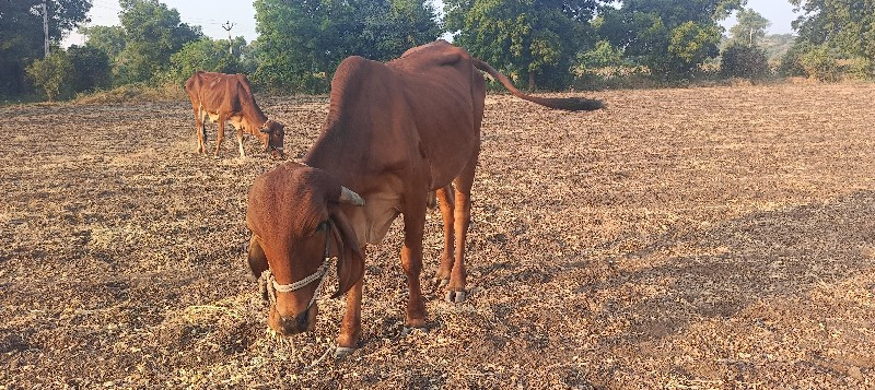 મીની ટ્રેકટર બદ...