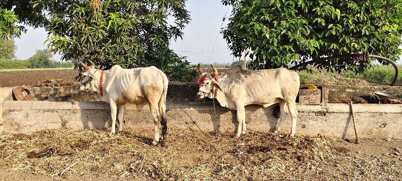 badhi javabadaa...