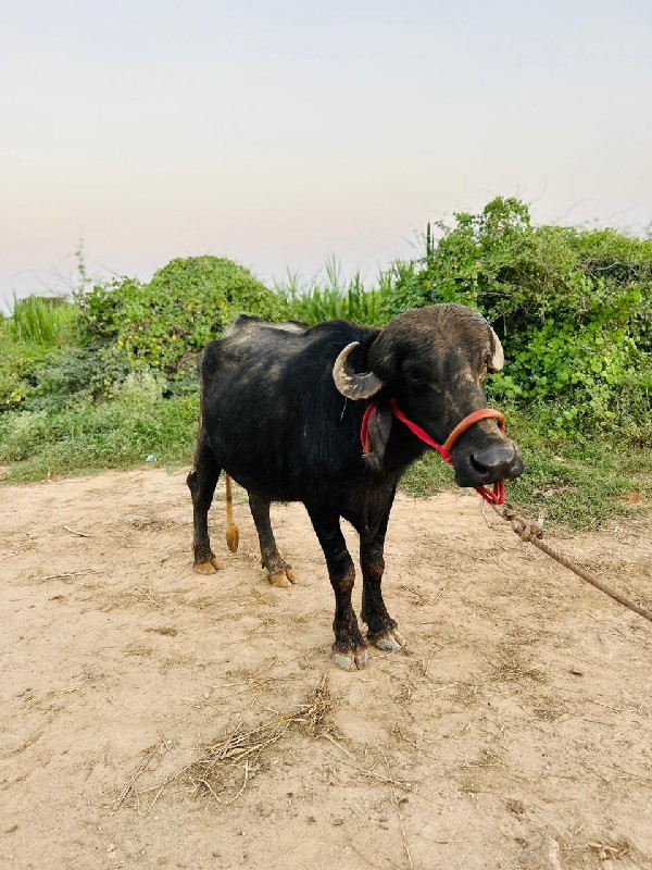 વેચવી