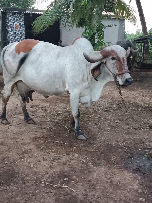 ગાય વેચવાની છે