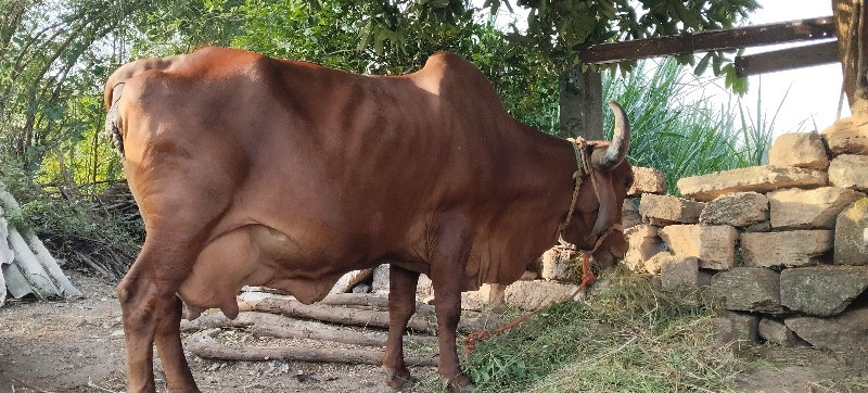 ગાય ત્રીજું વેત...