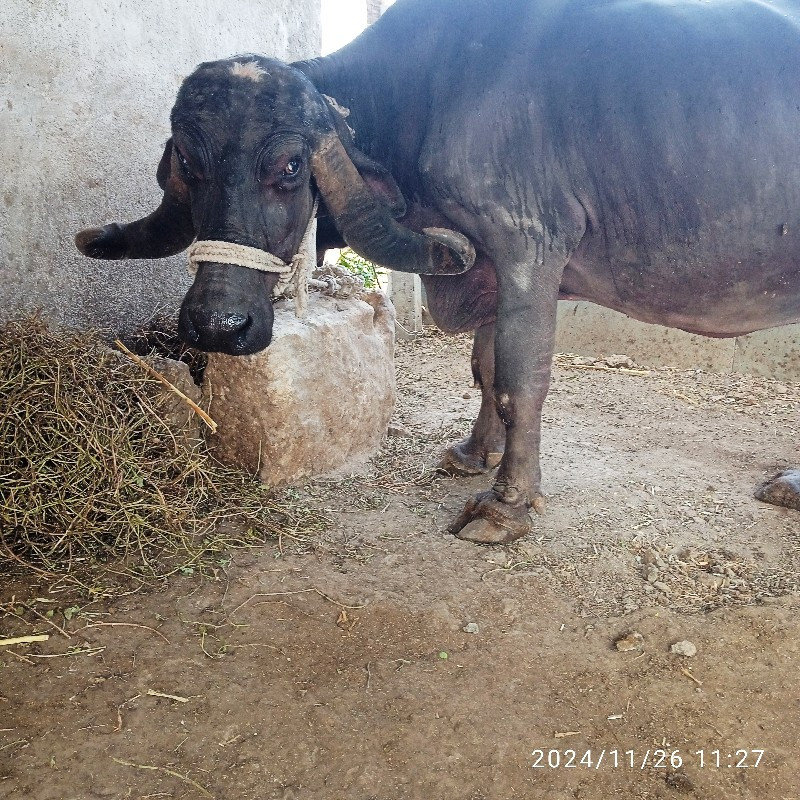 ભેંસ વેચવાની છે