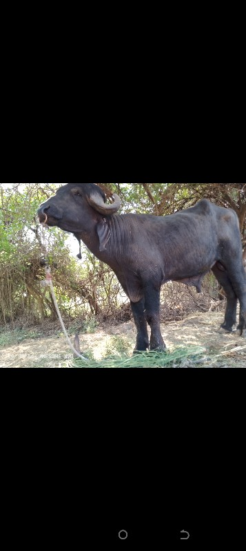 ઓડેદરા જીવા ભાઇ