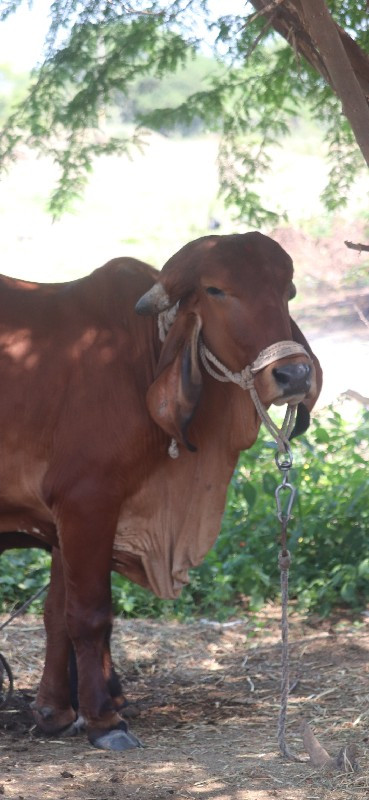 ગિર વોડકિ વેચવા...