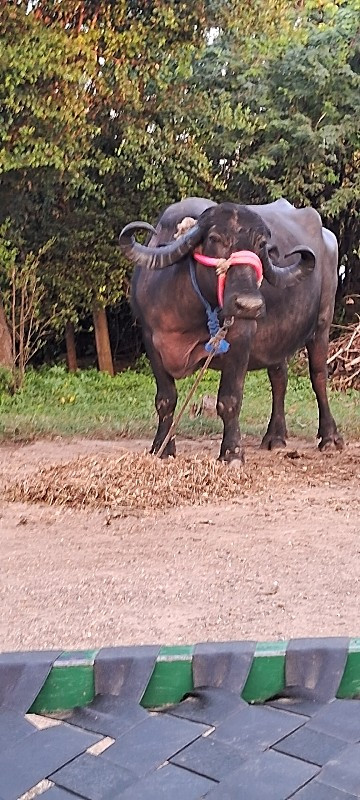 ભેંસ વેચવાની છે...