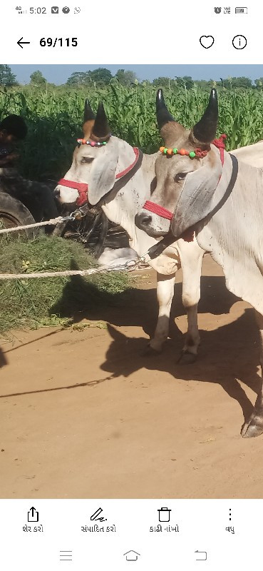 ગોઢલા વેચવાના છ...