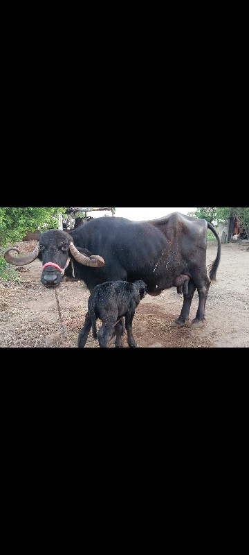 ભૈસ વેચવાની છે