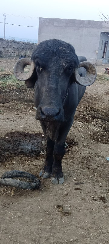 ખળેલી વેચવાની છ...