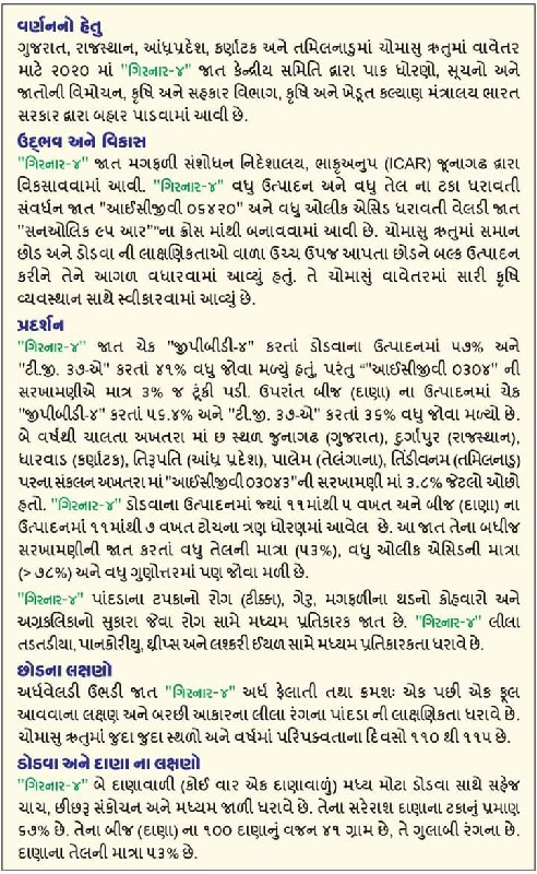 ગીરનાર 4 મગફળી