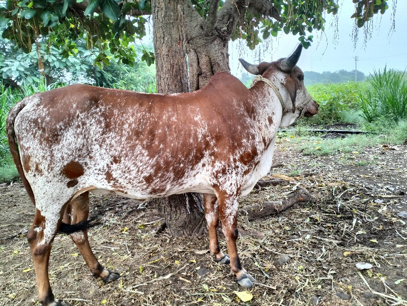 ગાય વેચવાની છે