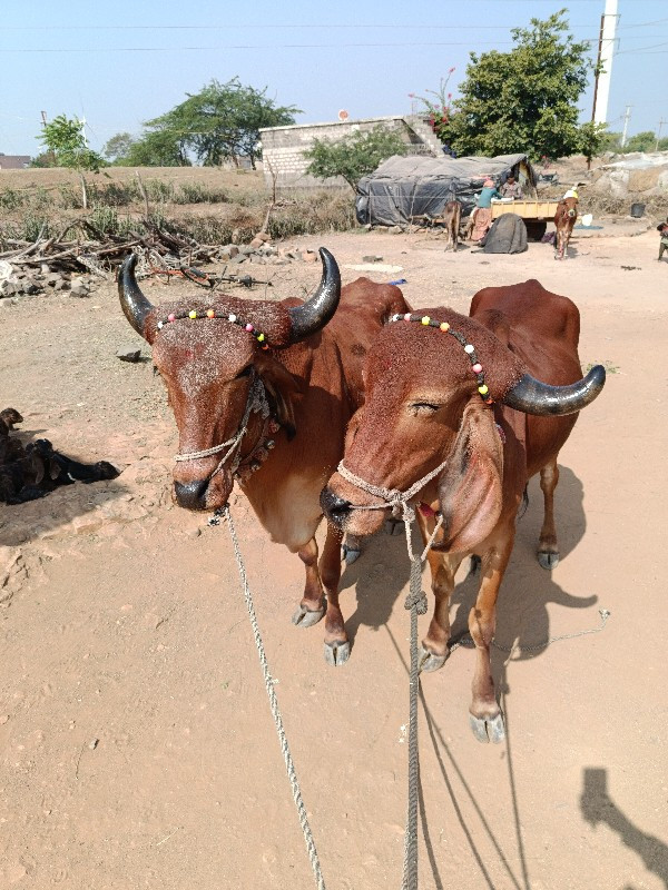 બળદ.....વેસવાના...