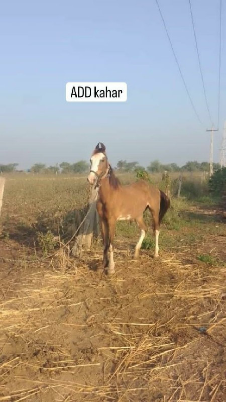 આ ઘોડી નું સાટુ...