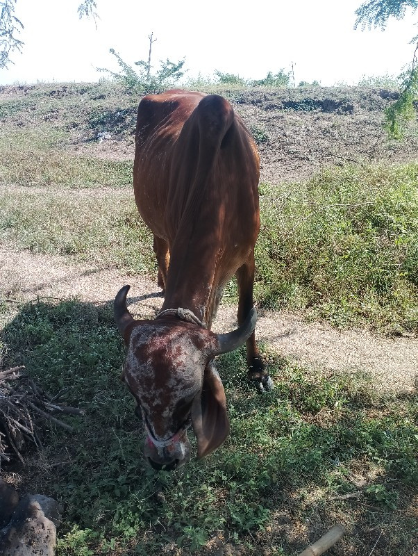 હોડકી વીશવાની છ...