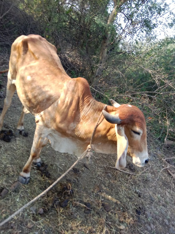 ગાયુ3  વેચવાનીછ...