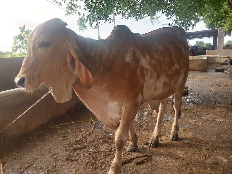 ગોધલો 11 મહિનાન...