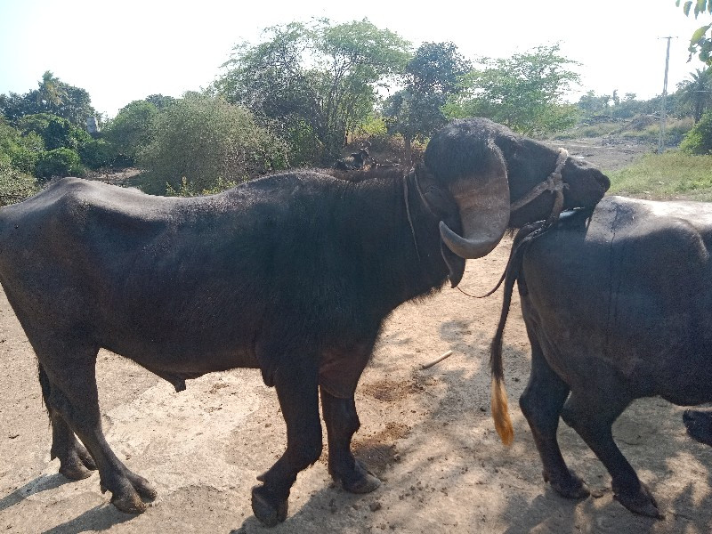 ઍકવશનોફુટેલો