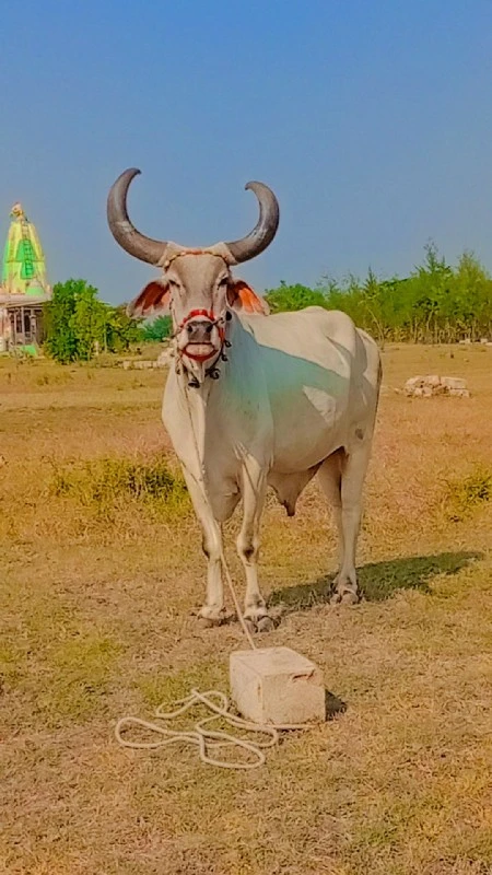 Bijnor ful Pani...