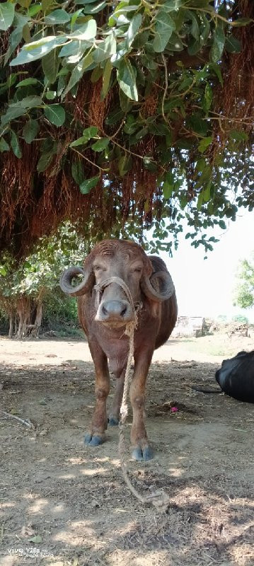 ભુરી ખડેલી