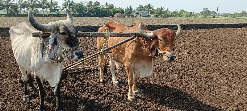 બળદ વેચવાના છે