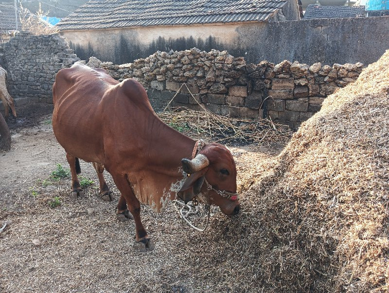 ગીર ગાય વેચવાની...