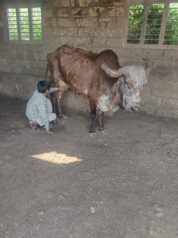 આ બે ગયુ વેચવાન...