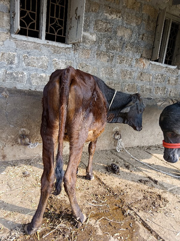 ૨ વાછડી વેચવાની...