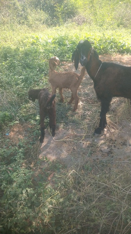 ગામ કુતરા ની બા...