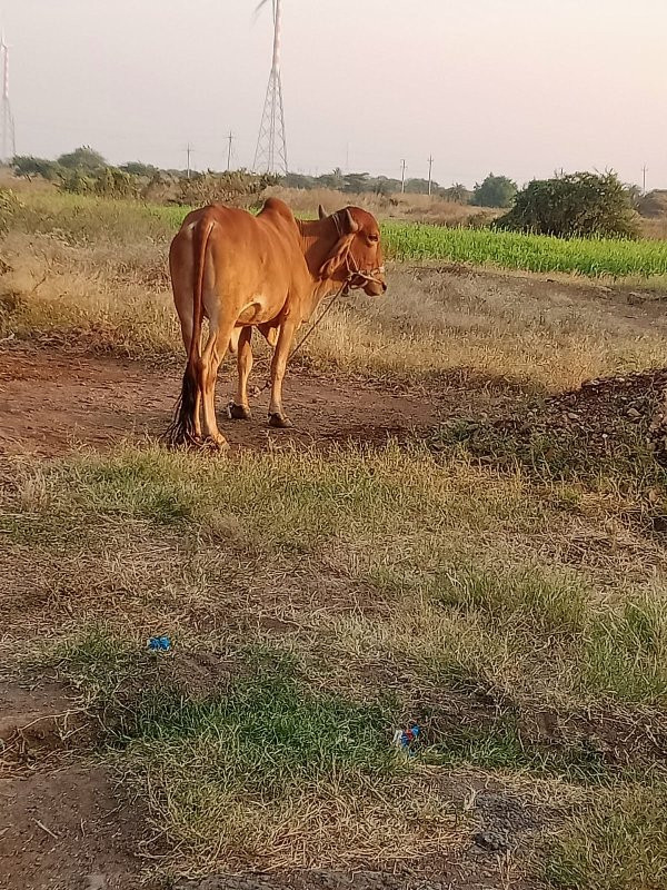 બળદ વેચવાનો છે