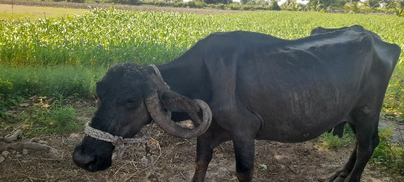 ભેસવેચવાનીછે4થુ...