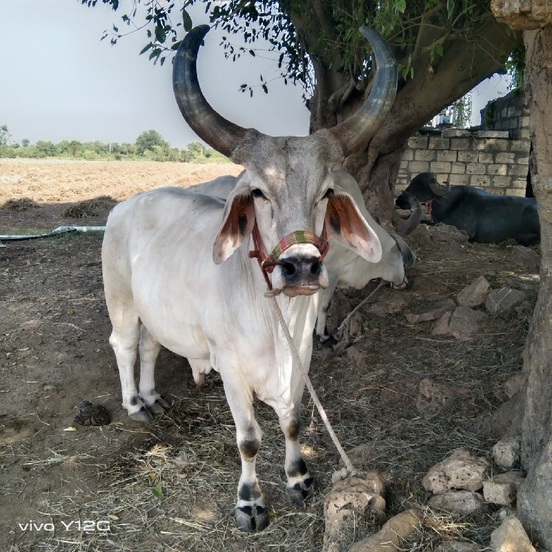 ગોઢલો વેચવાનો છ...