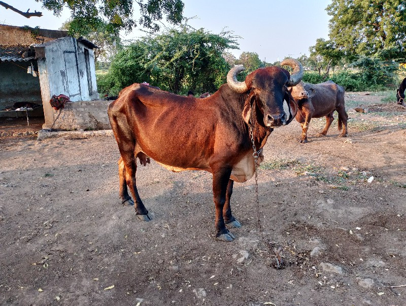 ગાય વેચવાની છે