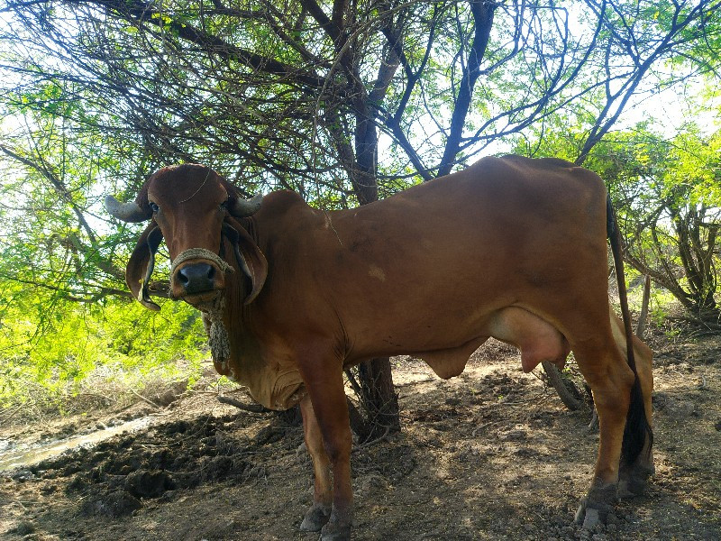 ગાયવેચવાનીછે. મ...