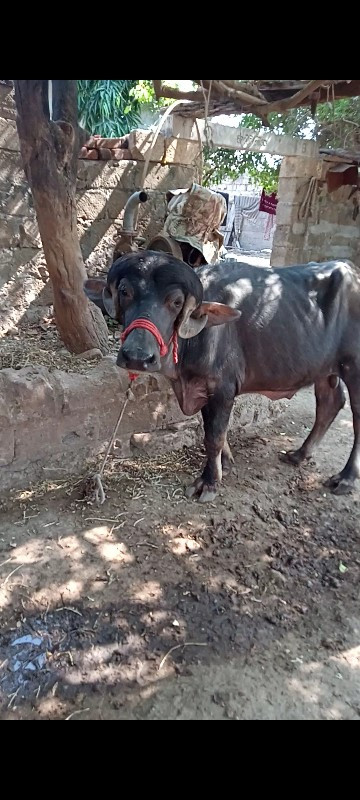 પાડો વેચવાની છે